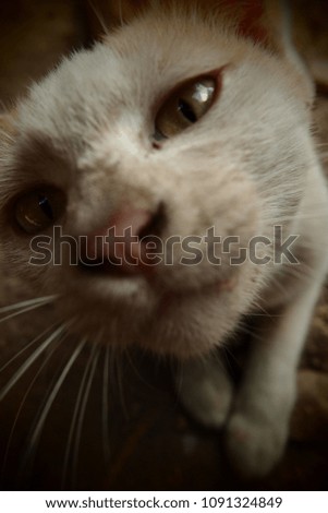 Close-up picture of white stray cat