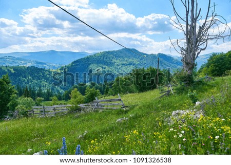 Meadow with blue, yellow and white wild flowers, pastoral view with mountains in the background, Apuseni Mountains, Transylvania, Romania