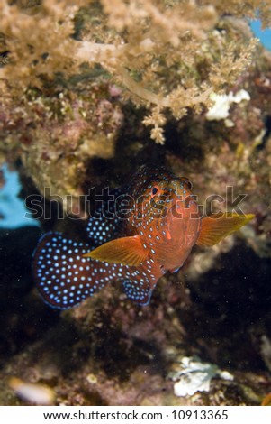 coral hind (cephalopholis miniata)