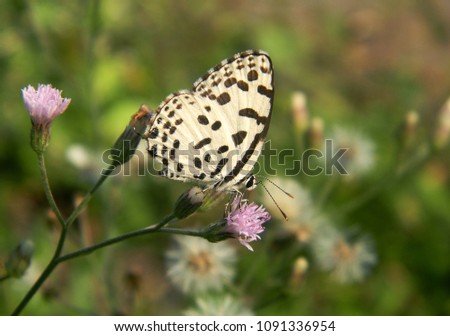 common pierrot butterfly on the wild flower
