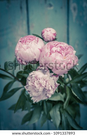 Beautiful peonies in a vase, vintage close up shot