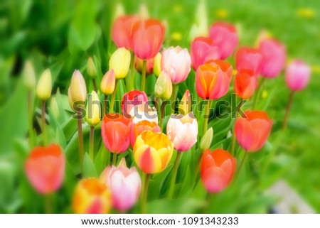 Selective focus image of colorful tulip flowers at the springtime.