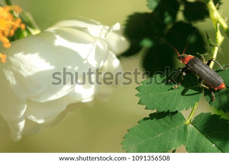 bee and white roses in spring garden