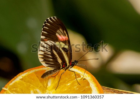 Closeup of a Piano Key butterfly ,heliconius melpomene , drinking nectar on a orange.