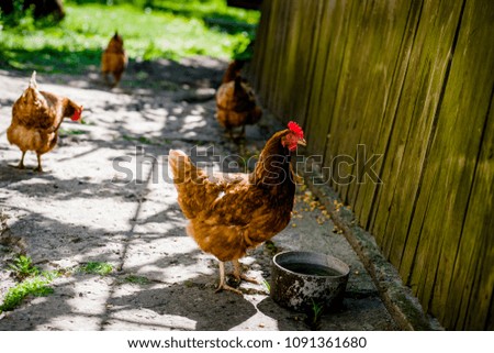 The chicken stands at the farmstead