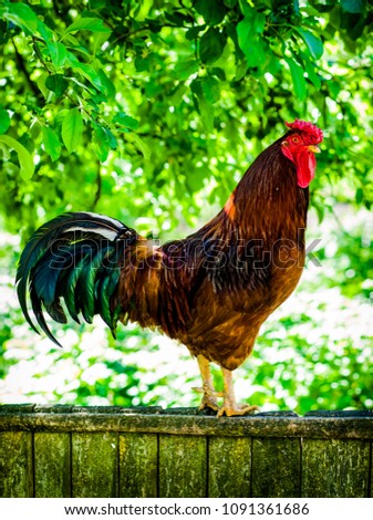 The cock stands on a wooden fence