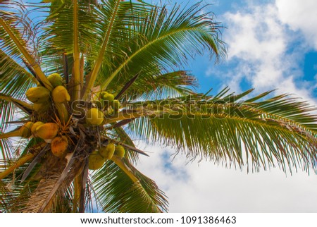 Coconut Palms on the blue sky background. Tulum, Riviera Maya, Yucatan, Mexico