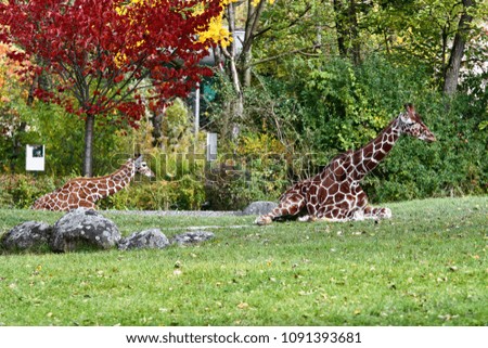 Portrait of a Giraffe in the zoo.