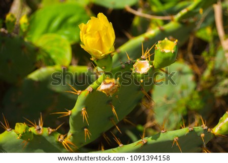 Green Cactus with yellow flower is close up in nature. Mexico, Yucatan