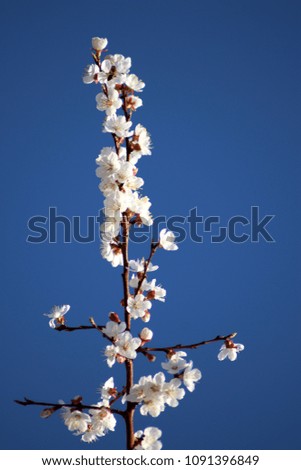  flowering apricot tree in spring