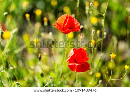 Red Poppy Flower Background