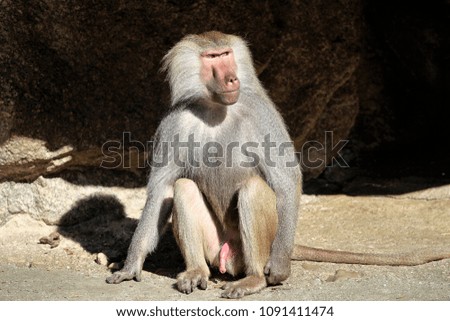 Gray colored long-haired baboon