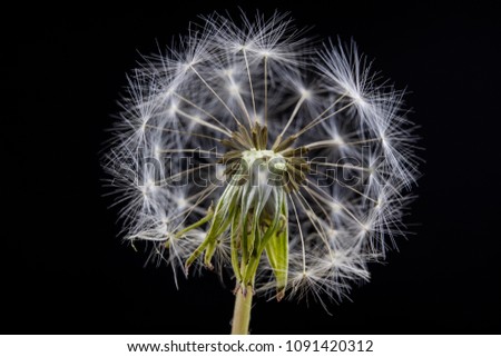 Seeds of dandelion in a close-up. Grain spread by the wind. Blowing on dandelions glad children of every generation. Season of the spring.