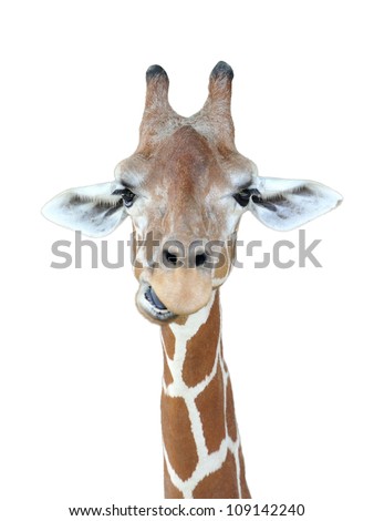Giraffe's head with isolated background