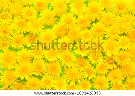 Fresh, yellow dandelions on pastel green background. Meadow concept. Springtime. Bright colors. Mockup for special offers as advertising or other ideas. Flat lay. Top view.