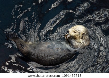 Sea otters playing in water