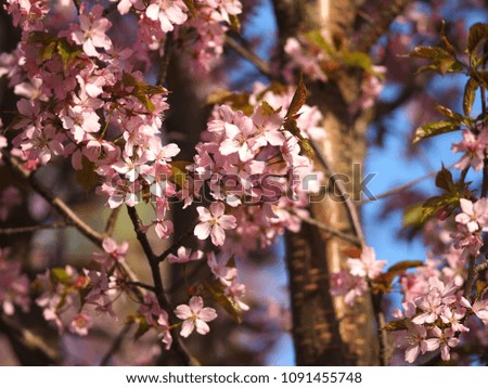 Cherry blossom in Europe, Espoo, Finland