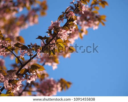 Cherry blossom in Europe, Espoo, Finland