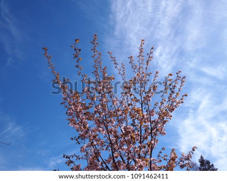 Cherry blossom tree and blue sky