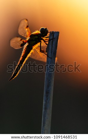 The four-spotted chaser (Libellula quadrimaculata) dragonfly during sunset in a nice setting.