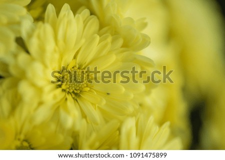 Macro of yellow flower, selective focus.