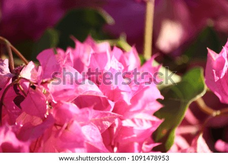 close up flowers 