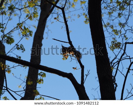 Cute Squirrel on a tree