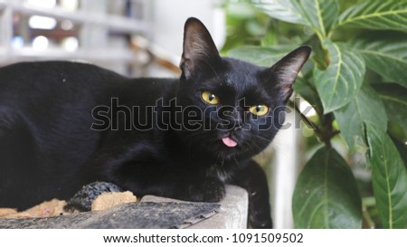 Cute Black Cat Sticking the Tongue Out while Taking Pictures - Series