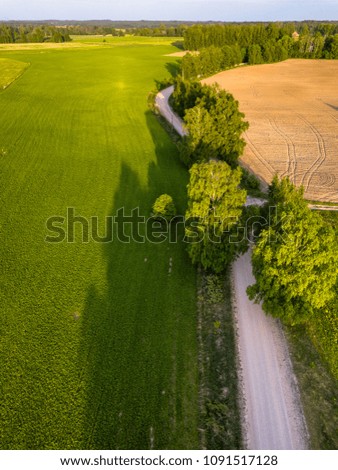 Drone Photo of the Crossroad Between Trees in Colorful Early Spring - Top down view with Freshly Cultivated Field on the one side and Dandelion Field on the Other Side