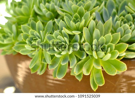 Succulent cactus close up at sunny day. Green plant for natural background. Bunch of beautiful flowering echeveria, sedum succulent house plants
