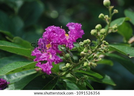 Lagerstroemia floribunda Medium tree Single leaf, light red, soft coat The hair will fall off the tip of the head of the purple flowers, pink later to turn white. Flowering and boiling. Royalty-Free Stock Photo #1091526356