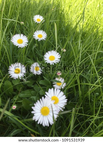Close-up pictures with white oxeye daisy fields, colorful backdrop of nature, and beautiful pasture.