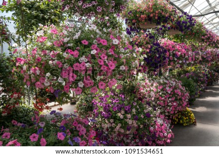 Beautiful hanging baskets of spring flowers in a green house garden.