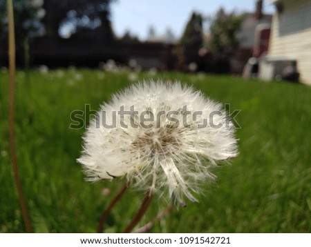 Close up of Dandelion with abstract color and shallow focus. fresh green background