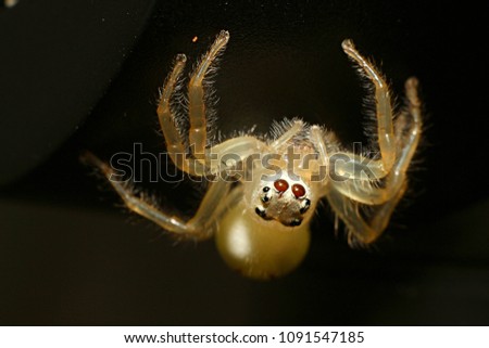 High resolution macro photograph. Red eyes white spider hanging on leave