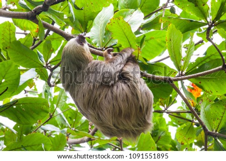 Sloth hanging in a tree in Costa Rica