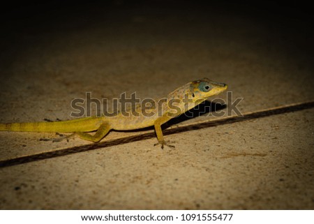 A lizard walking on tile