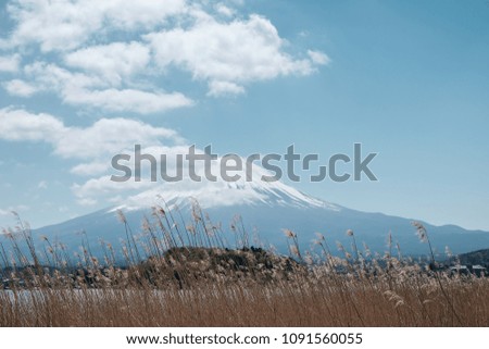 A view of fuji san mountain with brown glass tree and clouds texture in blue sky day around kawaguchigo lake, Japan.