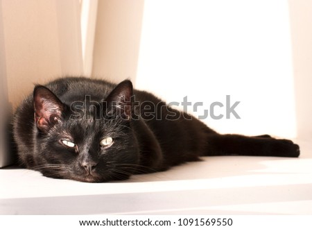 lazy black cat is resting