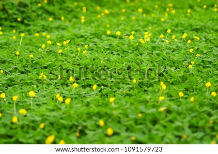 Bright green ground-cover plants cover fill the view. Small yellow flowers rise above the leaves.