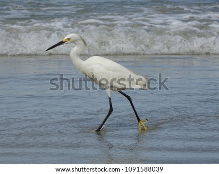 Beautiful graceful snowy white egret bird walking in the blue water surf of ocean waves on the beach.