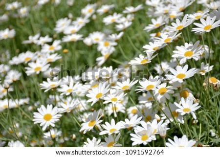 Close-up white daisy flowers.White chamomile flowers.