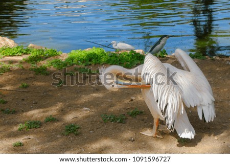 pelican standing near a source of water, pelican cleans and cares feathers
