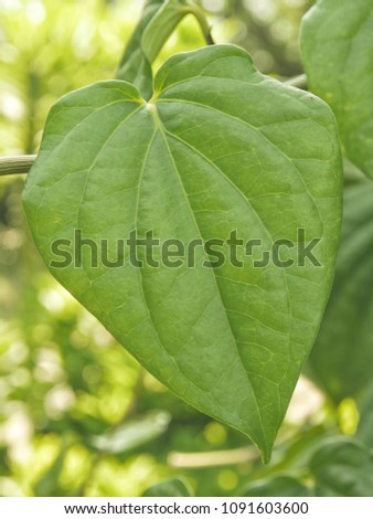 The betel heart shape in Thailand
