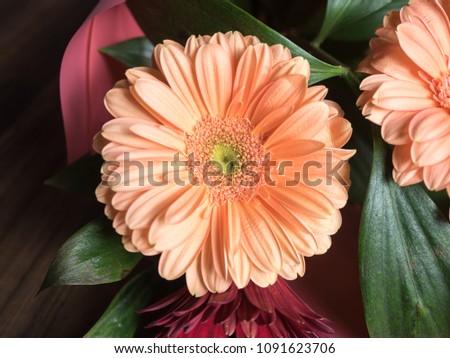 Bud chrysanthemum flower closeup. Flower decoration made of chrysanthemums, daisies decorative plants for birthday card, invitation, poster, cover. Selective soft focus