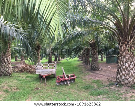 Large palm gardens