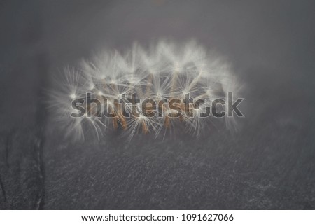 Dandelion seeds parachutes against on gray stone background with copy space