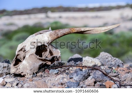 Photo Picture of the Dry Goat Skull Bone