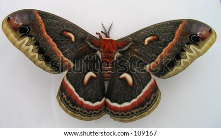 huge moth sits quietly for its picture