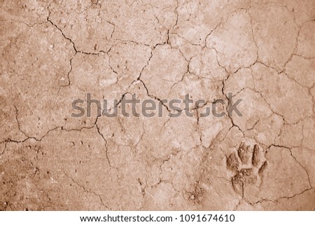 dog foot print on ground for background used